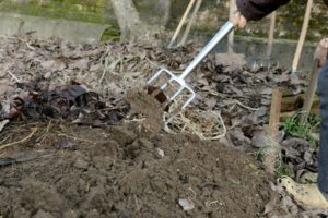 Preparazione del terreno di semina. Con una forca adatta (foraterra) si smuove il terreno in superficie per circa 5-10 centimetri di profondità. In questo modo vengomo facilitate le operazioni di semina e l’attecchimento del seme. In questa circostanza non viene effettuata la concimazione organica (con stallatico, letame etc), in quanto il terreno è già molto fertile. Non viene effettuata nemmeno la vangatura riducendo così il tempo di lavorazione e la fatica fisica.