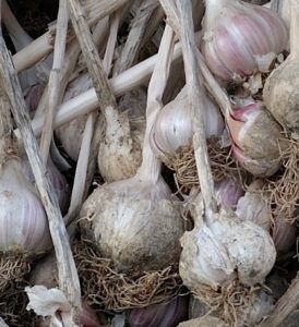 teste d'aglio 