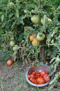 pomodori