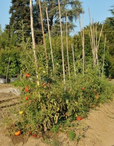 pomodori