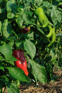 peperoni