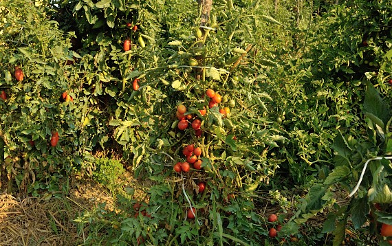 pomodori