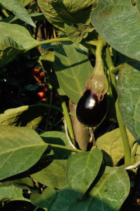 Melanzana