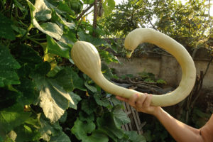 Zucchina a Cigno