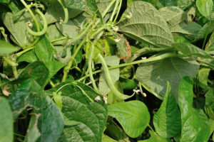fagiolino giugno